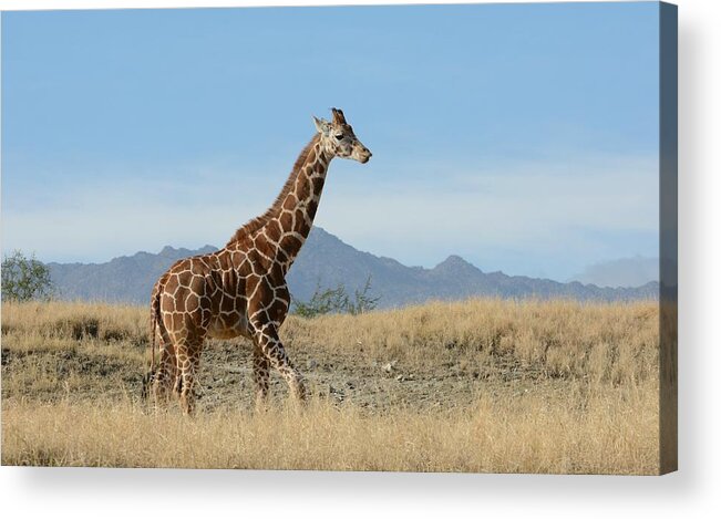 Giraffe Acrylic Print featuring the photograph Walkabout 3 by Fraida Gutovich