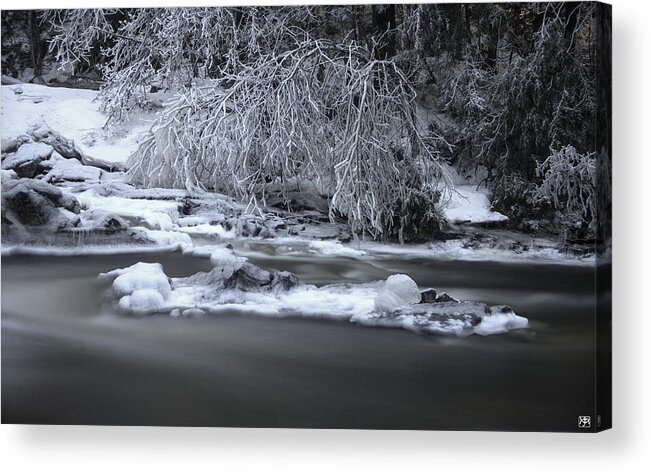 Tree Acrylic Print featuring the photograph Weeping Frosted Tree by John Meader