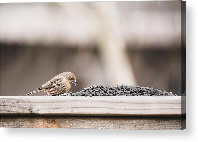 Bird Acrylic Print featuring the photograph Where To Start by Rebecca Cozart