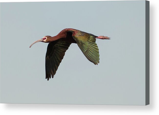 Loree Johnson Photography Acrylic Print featuring the photograph White Faced Ibis Flyby by Loree Johnson