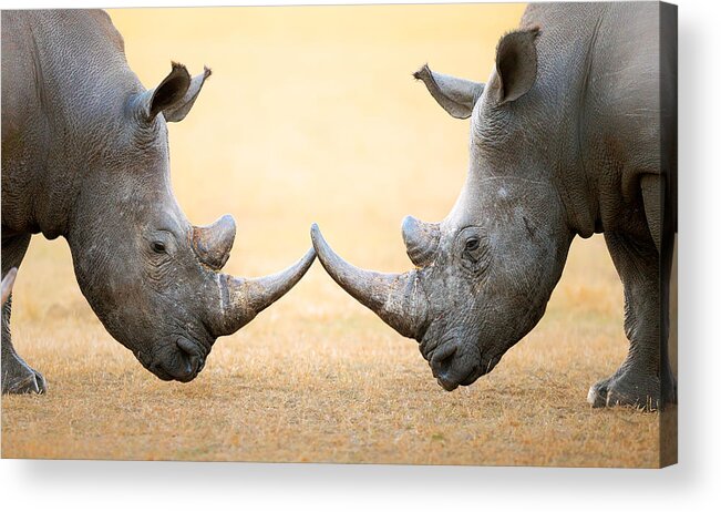Rhinoceros Acrylic Print featuring the photograph White Rhinoceros head to head by Johan Swanepoel