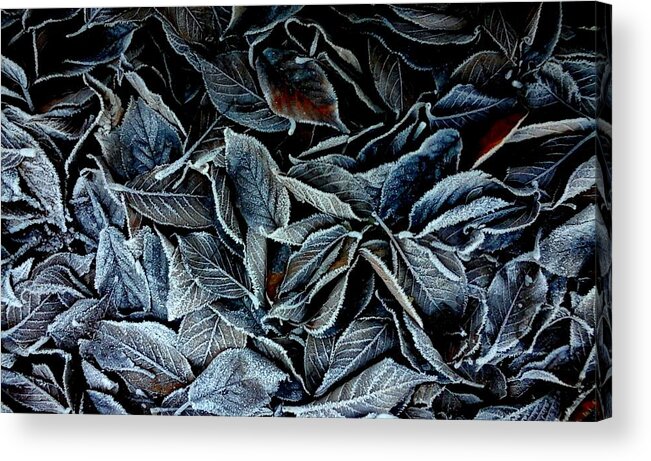 Frost Acrylic Print featuring the photograph Winter Leaves by Colin Drysdale