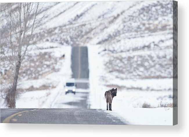 Travel Acrylic Print featuring the photograph Wolf Land by Eilish Palmer