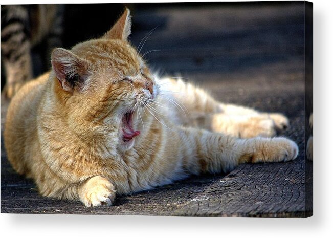 Cat Acrylic Print featuring the photograph Yawning by Chriss Pagani