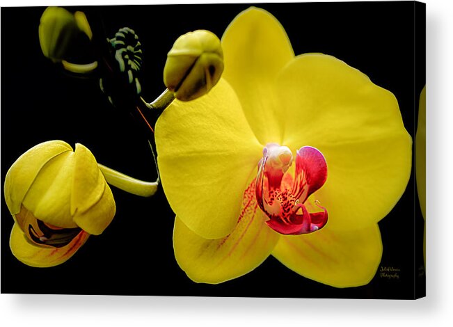 Orchid Acrylic Print featuring the photograph Yellow Orchid and Buds by Julie Palencia