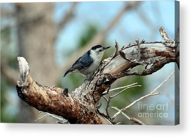 Birds Acrylic Print featuring the photograph Nuthatch by Dorrene BrownButterfield
