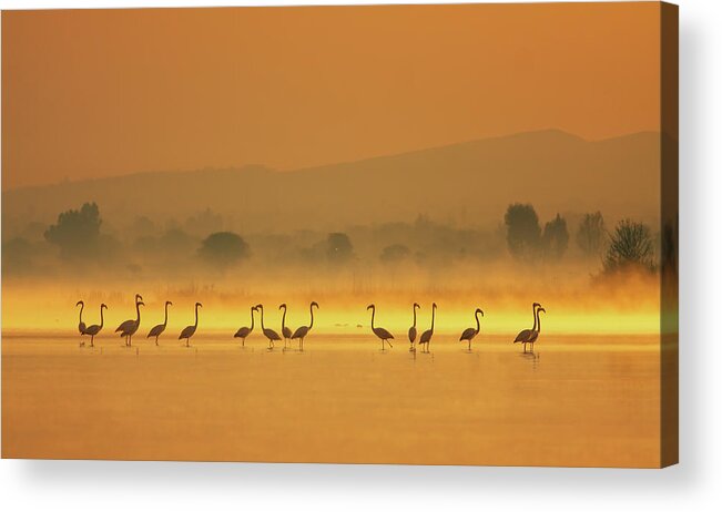 Animal Themes Acrylic Print featuring the photograph Greater Flamingo #2 by Zahoor Salmi