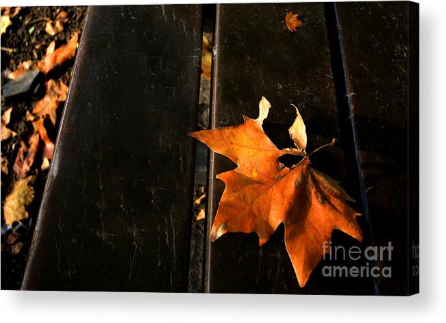 Autumn Acrylic Print featuring the photograph A Park Bench in Autumn by Steve Ember