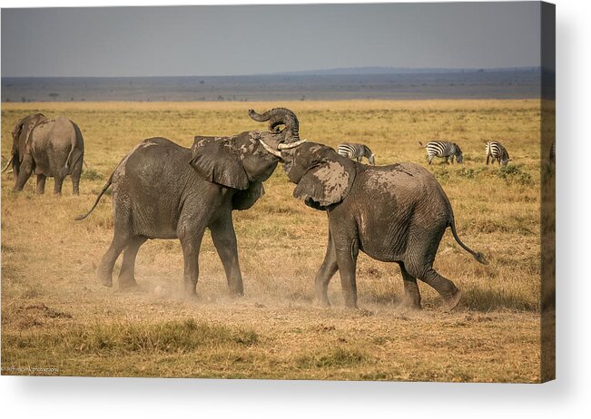 Elephant Acrylic Print featuring the photograph An Elephantine Argument by Jeffrey C. Sink