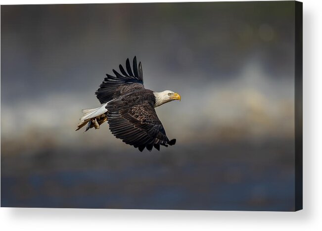 Eagle Acrylic Print featuring the photograph Bald Eagle Flying by Lm Meng