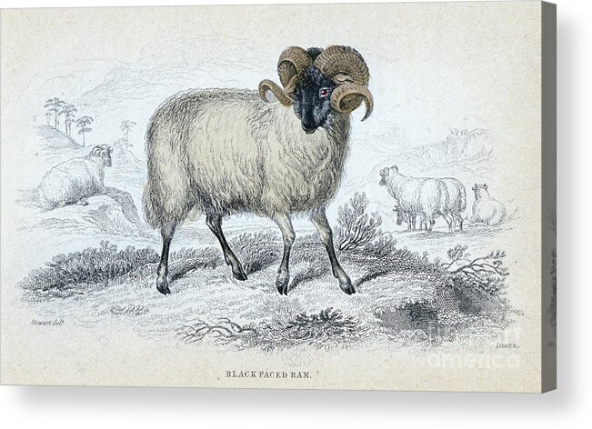 Engraving Acrylic Print featuring the drawing Black Faced Ram, Mid 19th Century by Print Collector