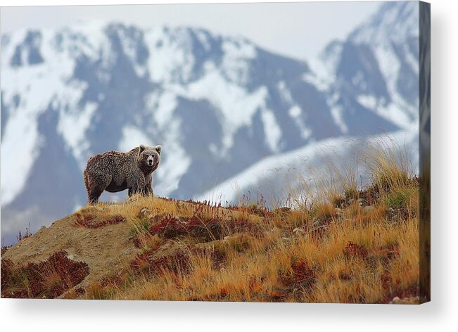 Brown Bear Acrylic Print featuring the photograph Brown Bear by Zahoor Salmi