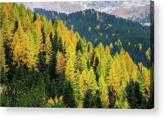 Dolomite Mountains Acrylic Print featuring the photograph Yellow autumn trees in the forest by Michalakis Ppalis