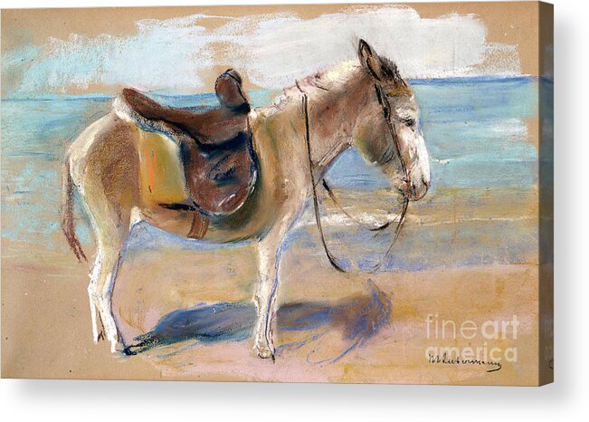 Painted Image Acrylic Print featuring the drawing Donkey On The Beach Of Noordwijk by Heritage Images