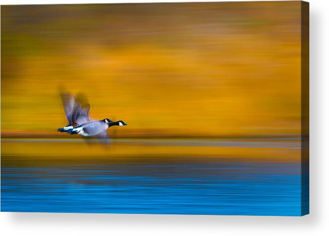 Goose Acrylic Print featuring the photograph Dream Couple by Kevin Wang