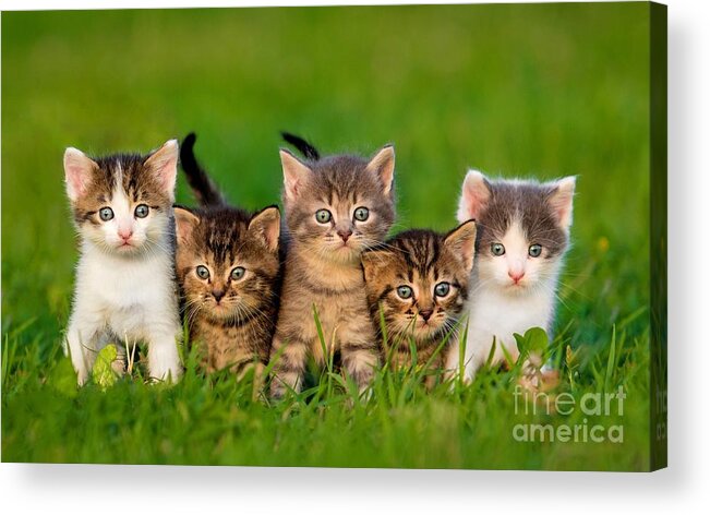 Small Acrylic Print featuring the photograph Group Of Five Little Kittens Sitting by Grigorita Ko
