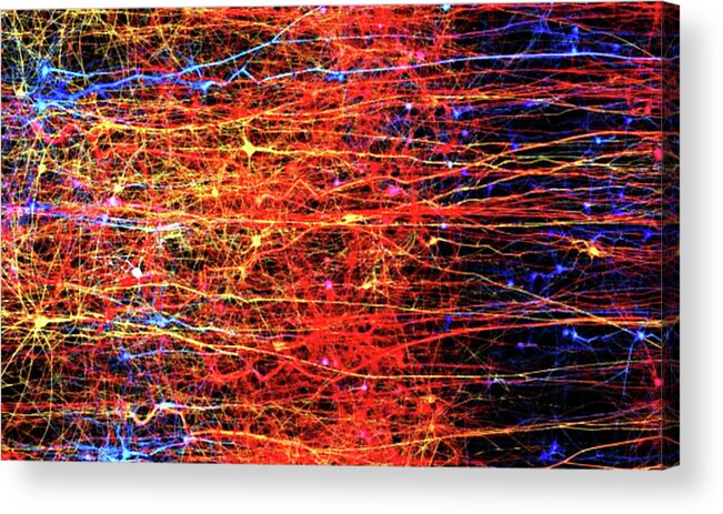 Prints Acrylic Print featuring the painting Impulses by Jack Diamond