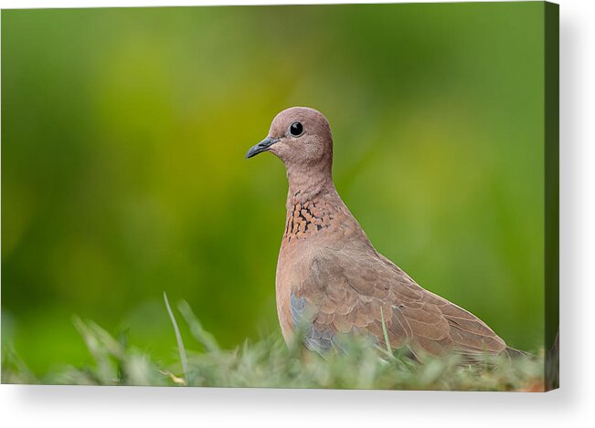 Forest Acrylic Print featuring the photograph Laughing Dove Close-up by Gunashekar Somegowda
