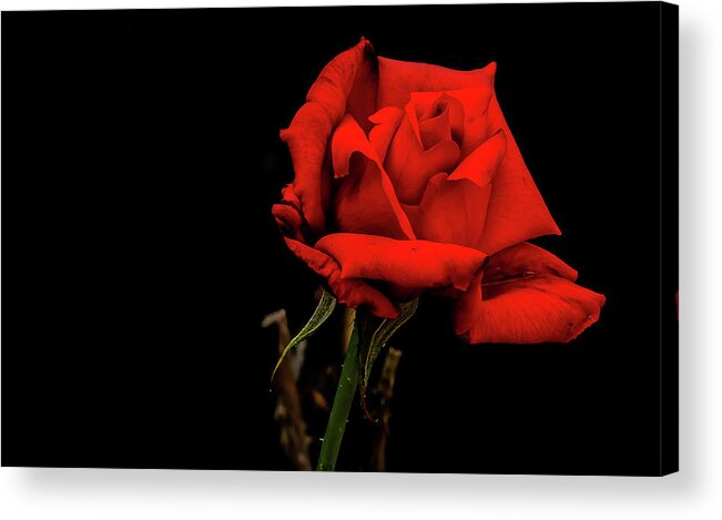 Flower Acrylic Print featuring the digital art Magnificent Red Rose by Ed Stines