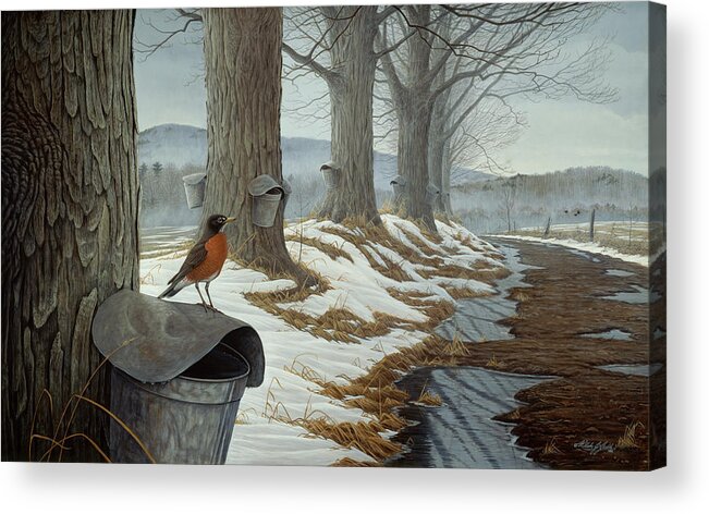 Robin Sitting On A Syrup Bucket That's Hanging On A Maple Tree Acrylic Print featuring the painting March Into Spring by Wilhelm Goebel
