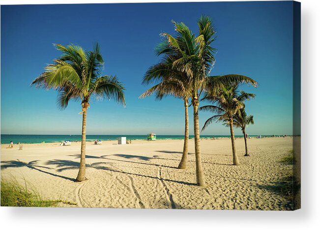 Tropical Tree Acrylic Print featuring the photograph Miami Beach Palms by Thepalmer