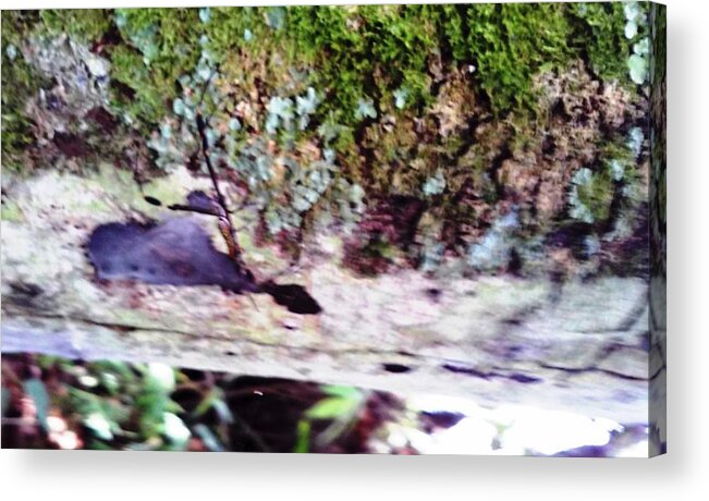 Moss Acrylic Print featuring the photograph Moss,yeast,lichen On A Native Tree by Nestor Cardona Cardona