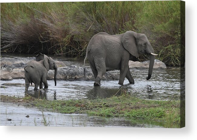 Elephant Acrylic Print featuring the photograph Following Mom by Ben Foster