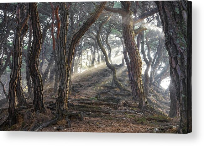 Forest Acrylic Print featuring the photograph Sacred Pine Forest by Jaeyoun Ryu