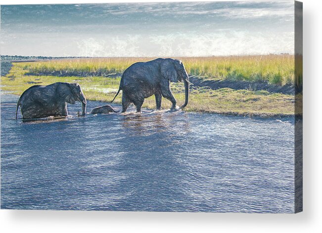 Elephants Acrylic Print featuring the photograph Safe Crossing by Marcy Wielfaert