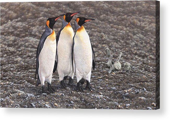 Three Kings Acrylic Print featuring the painting Three Kings - Penguin Portrait by Alan M Hunt by Alan M Hunt