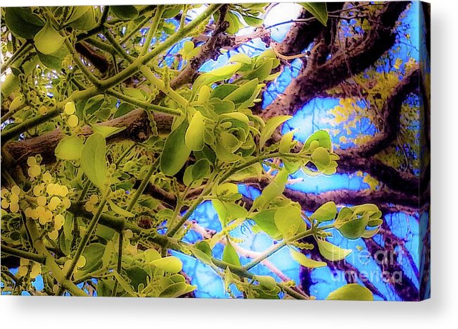 Mistletoe Acrylic Print featuring the photograph Under The Mistletoe by D Davila