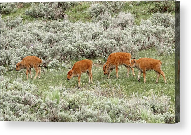 Bison Acrylic Print featuring the photograph 4 Amigos #1 by Ronnie And Frances Howard