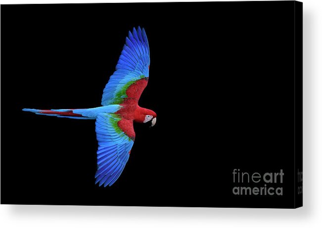 Brazil Acrylic Print featuring the photograph Red and Green Macaw by Patrick Nowotny