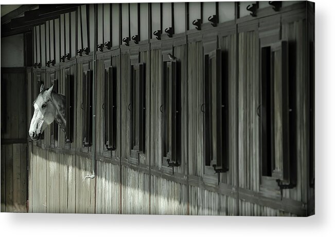 Horse Acrylic Print featuring the photograph Solitudine #1 by Raffaele Corte