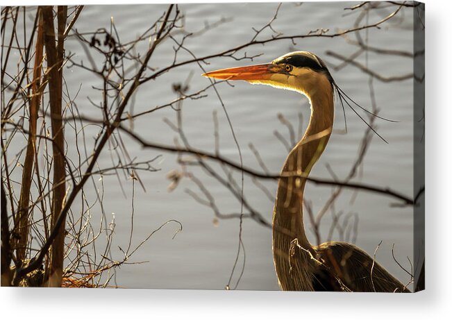 Wildlife Acrylic Print featuring the photograph Great Blue Heron #4 by Rick Nelson