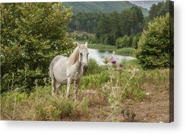 Europe Acrylic Print featuring the photograph A horse by Eleni Kouri