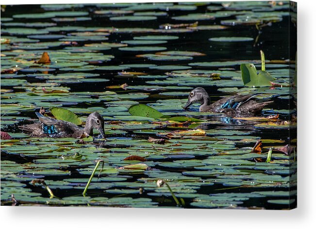 Ducks Acrylic Print featuring the photograph Among the Lily Pads by Ken Stampfer