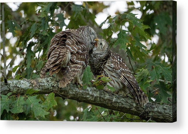 Wildlife Acrylic Print featuring the photograph Barred Owl Love by Julie Barrick