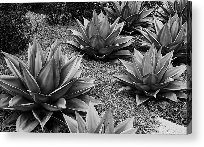 Black And White Acrylic Print featuring the photograph Blue Agave by Peyton Vaughn