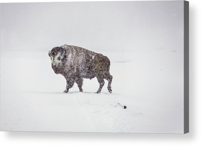 Buffalo Acrylic Print featuring the photograph Buffalo in Yellowstone Winter by Craig J Satterlee