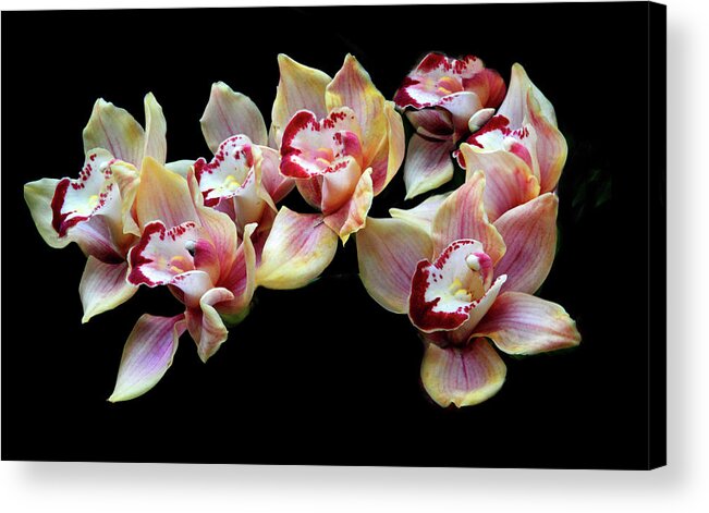 Orchids Acrylic Print featuring the photograph Cymbidium Delight by Jessica Jenney
