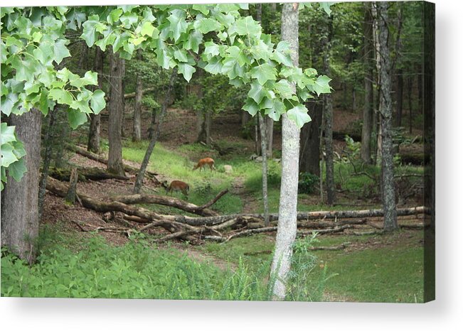 Deer Acrylic Print featuring the photograph Deer Unafraid by Lee Darnell