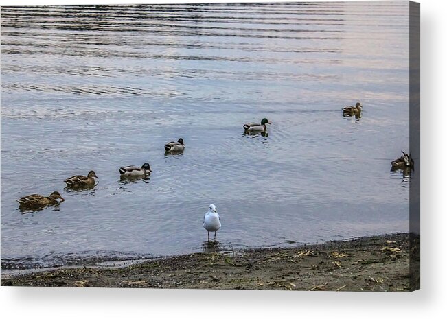 Ducks Acrylic Print featuring the photograph Ducks by Anamar Pictures