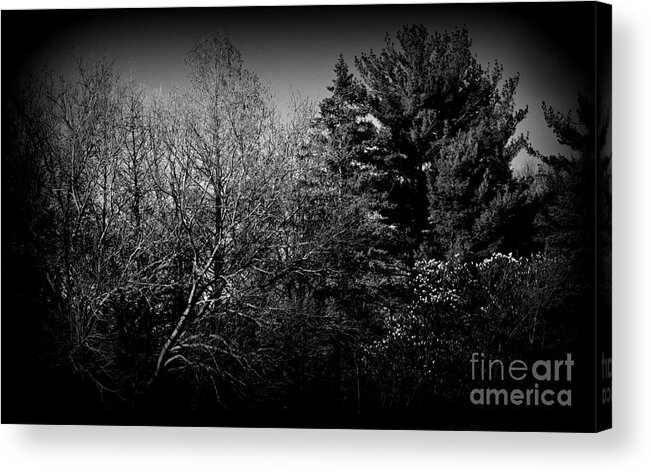 Landscape Photography Acrylic Print featuring the photograph Dusk Light Spring Magnolia - Black and White by Frank J Casella