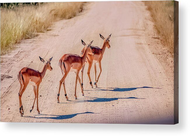 South Africa Acrylic Print featuring the photograph Intrepid Trio in Kruger National Park by Marcy Wielfaert