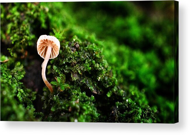 Photo Acrylic Print featuring the photograph Itty Bitty Mushroom by Evan Foster