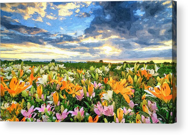 Lilies Field Acrylic Print featuring the photograph Lilies Field At Sunset Painted Digital Art by Sandi OReilly