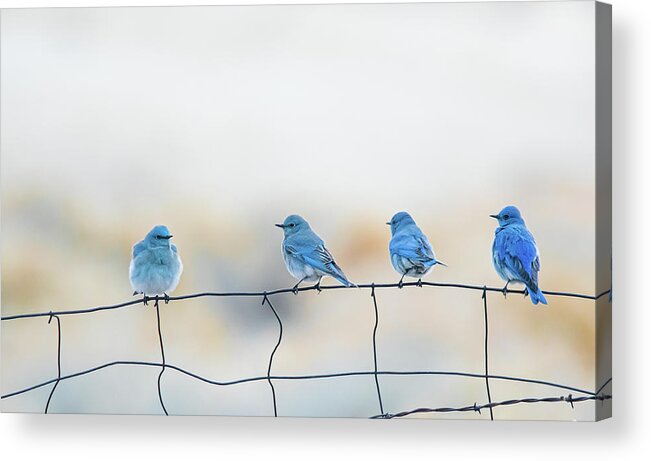 Mountain Bluebird Acrylic Print featuring the photograph Mountain Bluebirds 5 by Rick Mosher