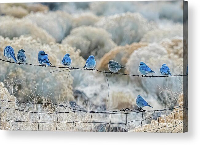 Mountain Bluebird Acrylic Print featuring the photograph Mountain Bluebirds 6 by Rick Mosher