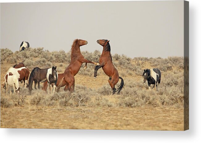 Mustangs Acrylic Print featuring the photograph Not done yet by Jean Clark